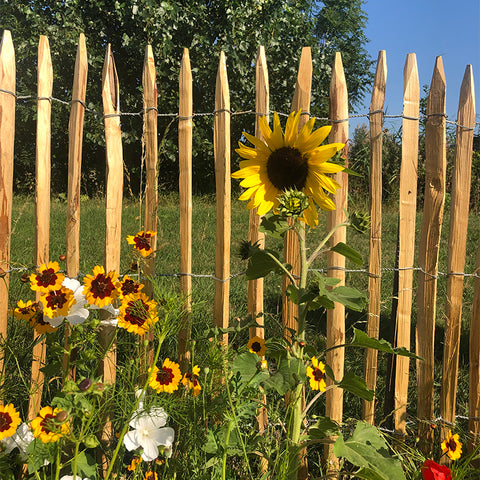 Kastanje Schapenhek - 100 cm hoog