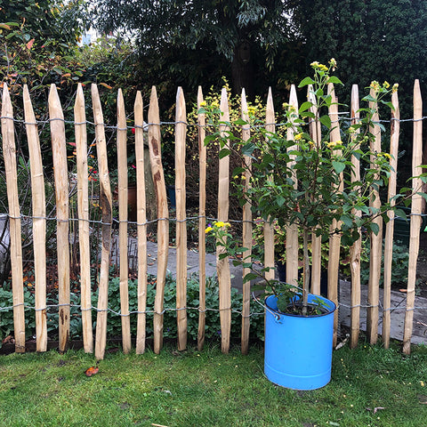 Kastanje Schapenhek - 120 cm hoog